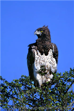 Aiglemartial2
