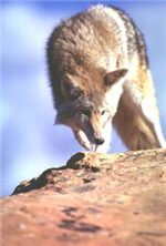 coyote1