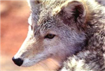 coyoteface