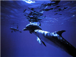 dolphins_2