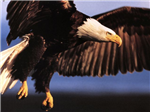 eagle