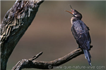 redcormoran1