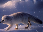 snow_fox