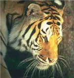tigrlink