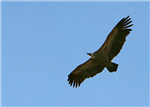 vautour-1