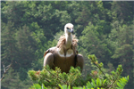 vautour-2
