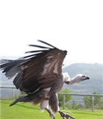 vautour-vol