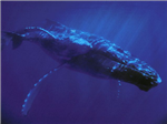 whale