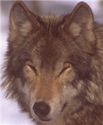 wolf036a