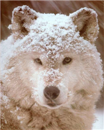 wolf136