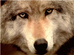 wolf138