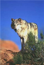 wolf2